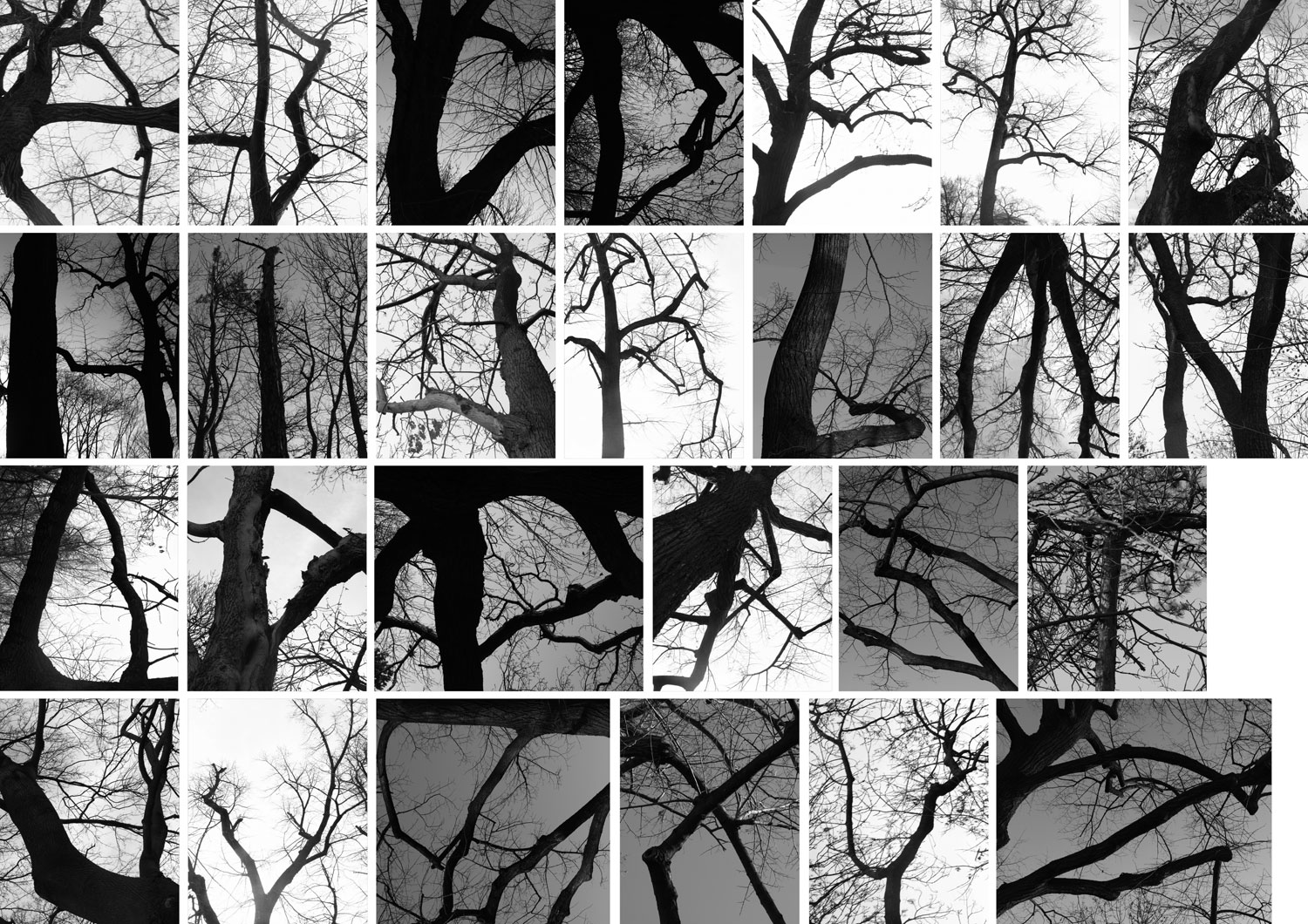 treepographie-web.jpg