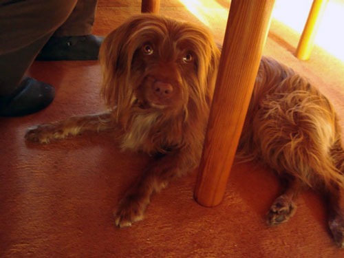 camouflage dog