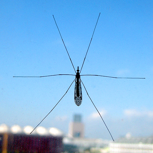 mosquito001.jpg