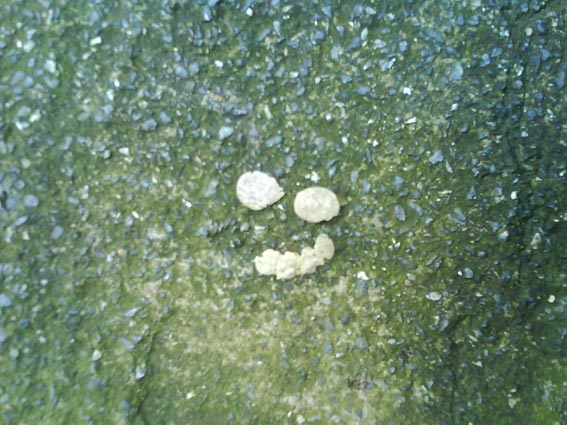 smile_gum.jpg