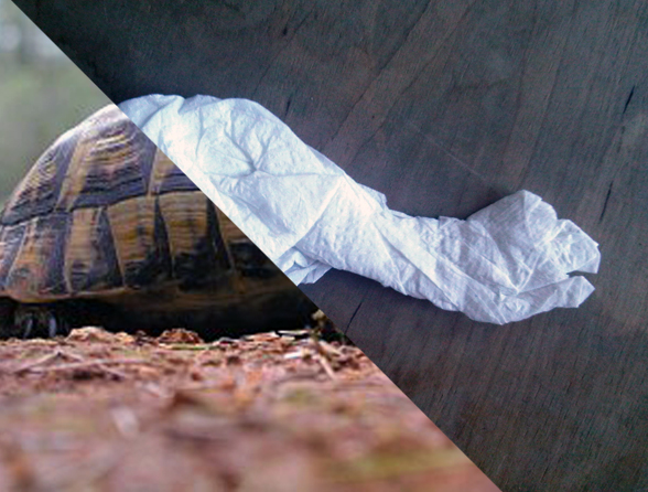 paperturtle.jpg