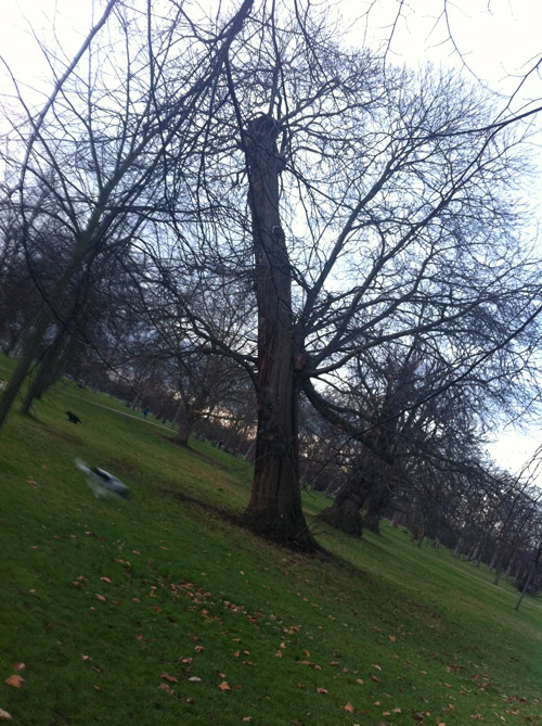 treeanddog.jpg